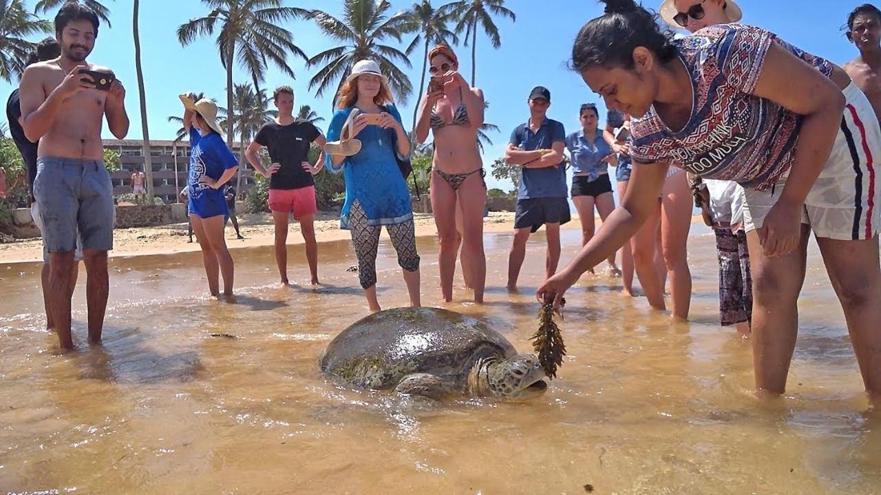 Turtle Bay 호텔 히카두와 외부 사진